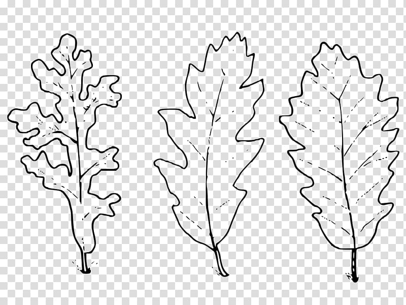 Quercus cerris Leaf Ma che freddo fa Vivere il Mio Tempo Information, Quercus Cerris transparent background PNG clipart