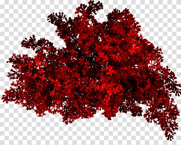 red leafed plant, Red bush transparent background PNG clipart