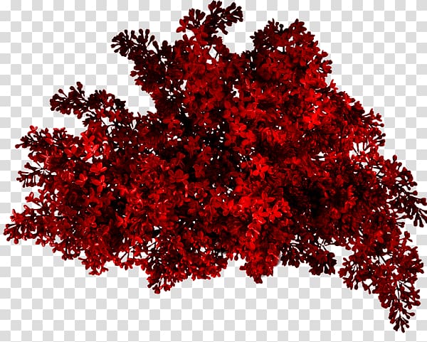 red bush transparent background PNG clipart