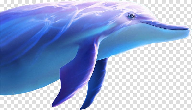 Common bottlenose dolphin Wholphin Tucuxi, dolphin transparent background PNG clipart
