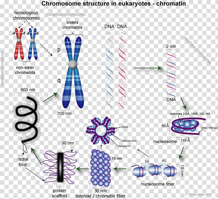 Eukaryotic chromosome structure Chromatin Chromatid DNA condensation, others transparent background PNG clipart