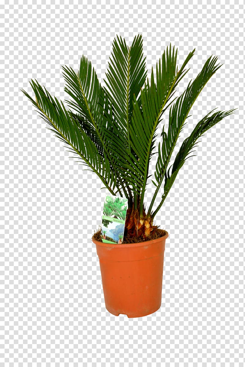Canary Island date palm Houseplant Arecaceae Sago palm, date palm transparent background PNG clipart