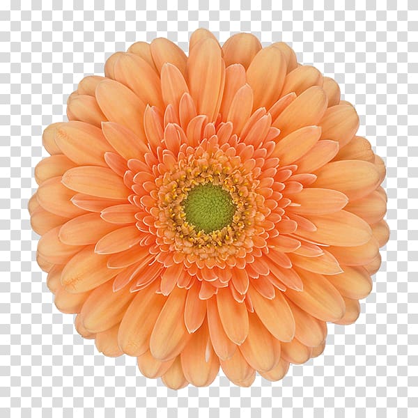 Transvaal daisy Cut flowers Daisy family Orange, flower transparent background PNG clipart