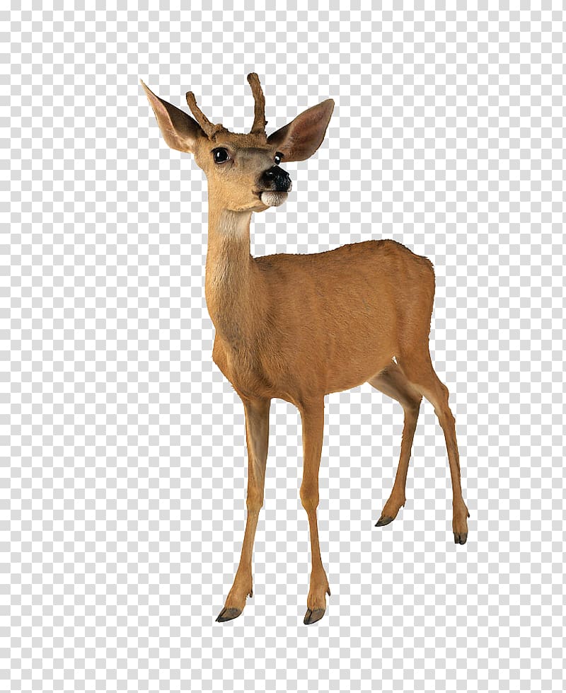 Roe deer White-tailed deer Reindeer Moose, Standing deer transparent background PNG clipart