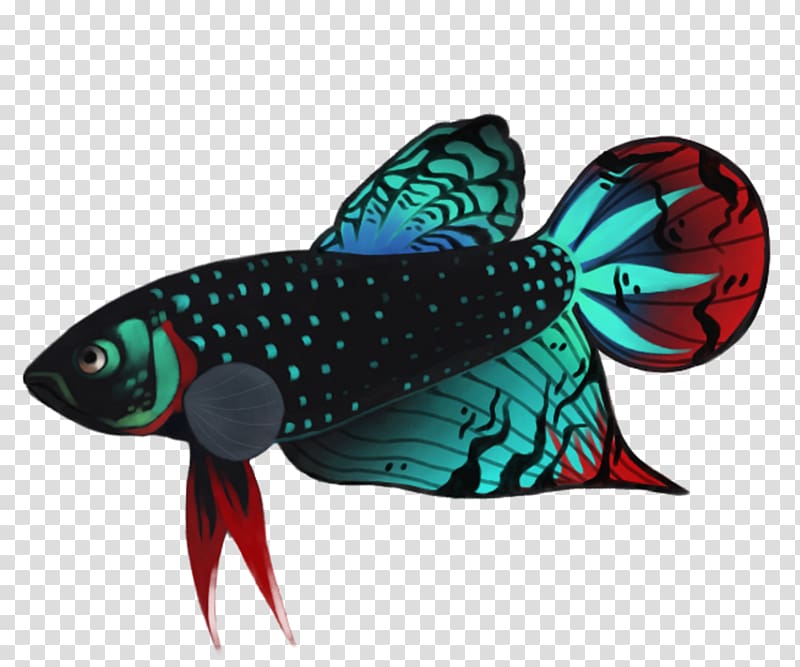Butterfly Koi Siamese fighting fish Goldfish Peaceful betta, betta transparent background PNG clipart
