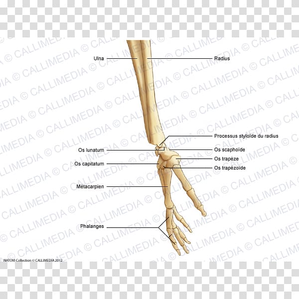 Finger Bone Forearm Upper limb Hand, Blitum Capitatum transparent background PNG clipart