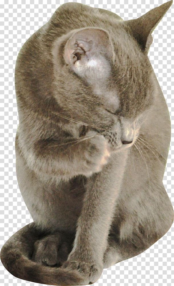 Russian Blue Korat Burmese cat Chartreux British Shorthair, cut transparent background PNG clipart