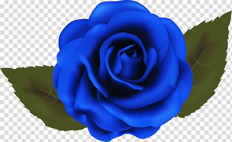 Garden roses Blue rose Beach rose Cabbage rose, A blue rose transparent background PNG clipart