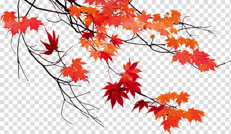 Red Maple Leaves Illustration Autumn Leaf Color Maple Leaf Autumn Leaves Beautiful Maple Leaf Transparent Background Png Clipart Hiclipart