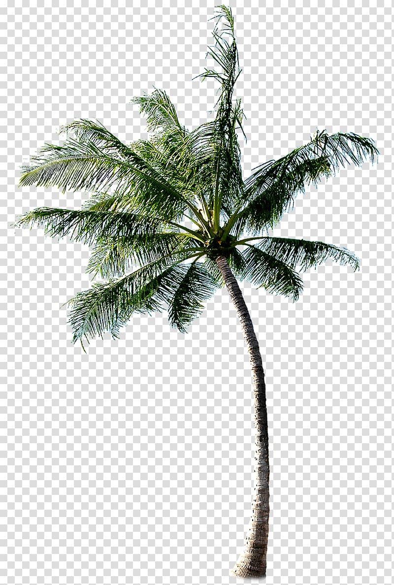 green coconut tree, Cachaxe7a Coconut Tree, tree transparent background PNG clipart