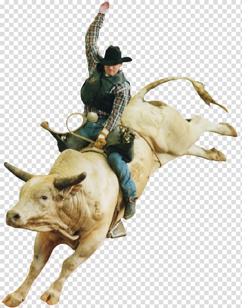 man riding white bull illustration, Calf roping Professional Rodeo Cowboys Association Bull riding Professional Rodeo Cowboys Association, bull transparent background PNG clipart