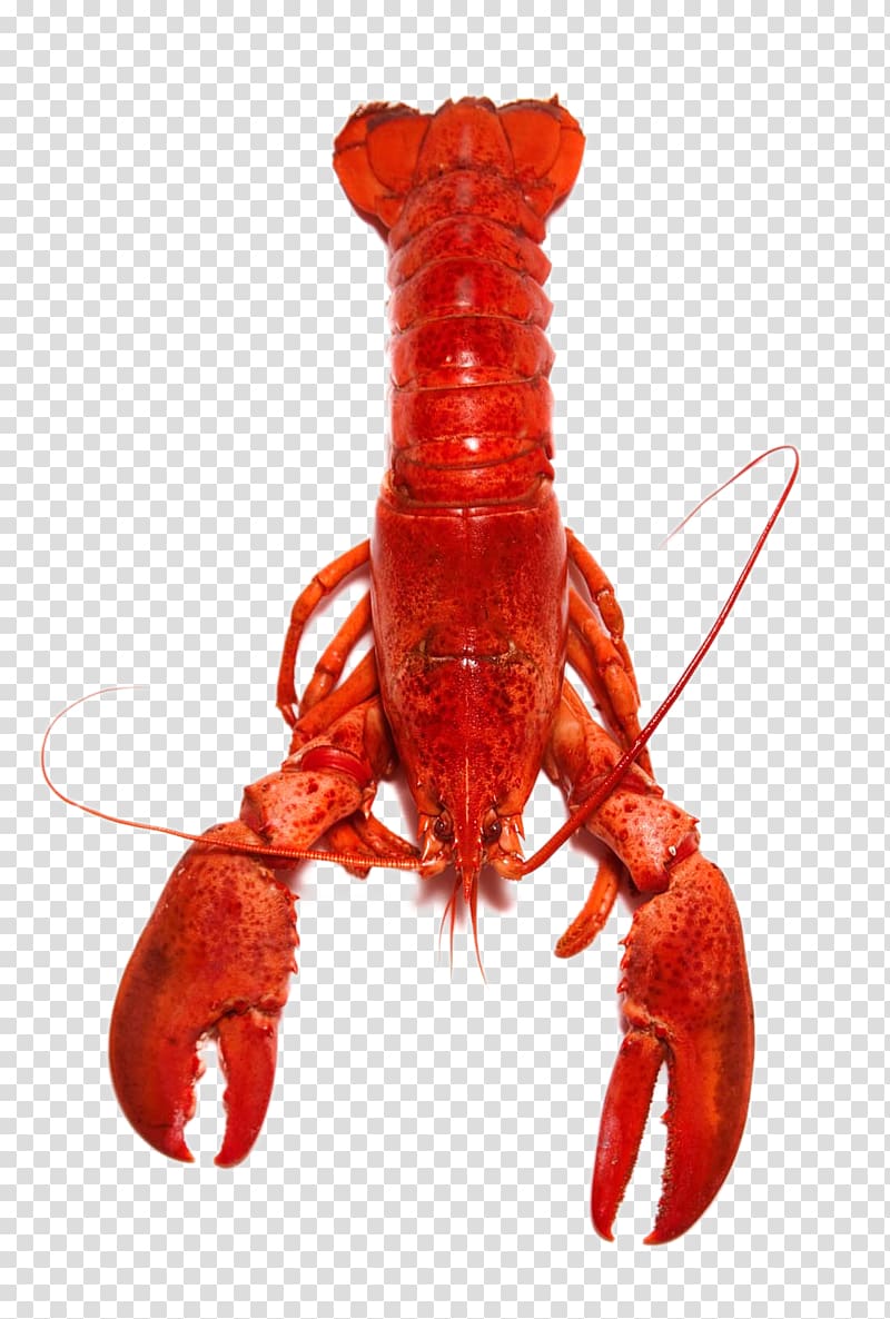 Homarus Crab Red Lobster Crayfish Cooking, Delicious lobster transparent background PNG clipart