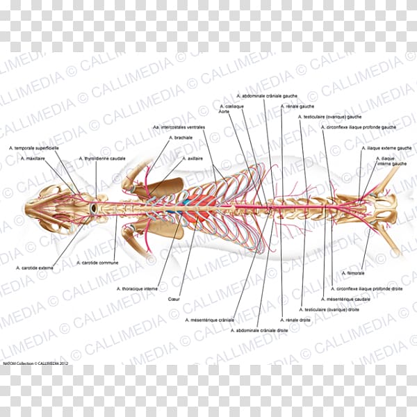 Median sacral artery Gluteal muscles Internal pudendal artery Anatomy, Femoral Artery transparent background PNG clipart