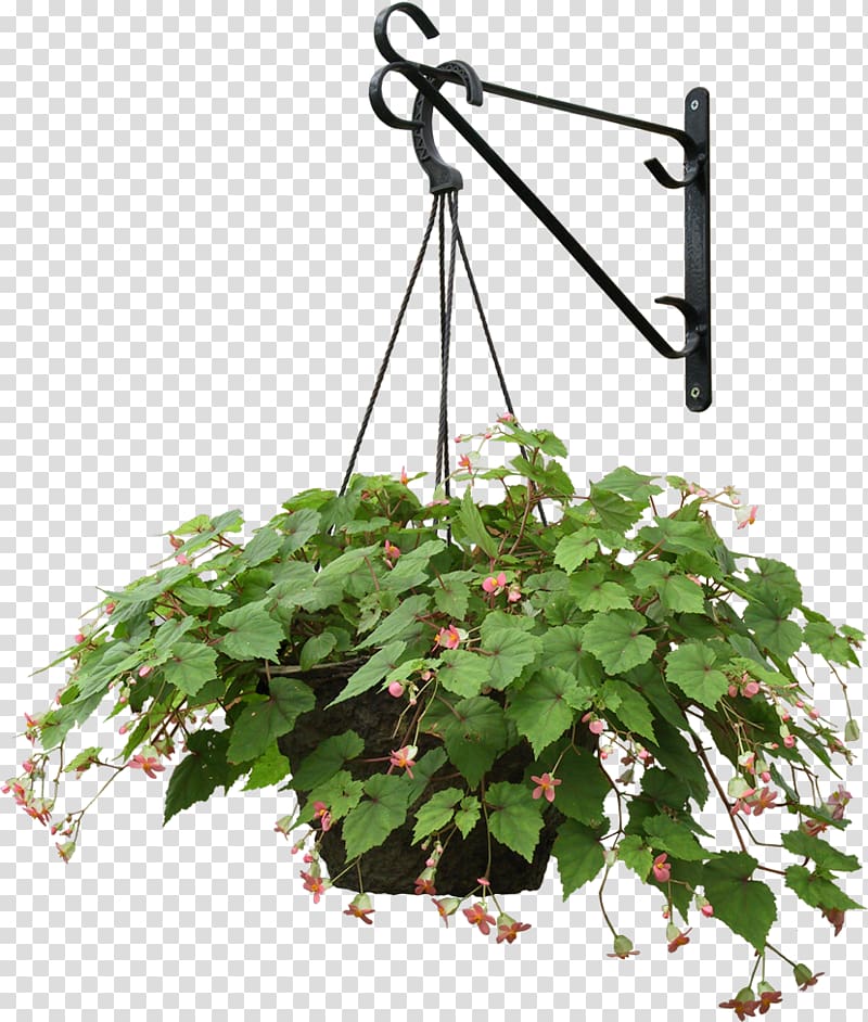 Plant Hanging basket Flowerpot, hanger transparent background PNG clipart