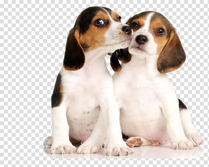 two love each dog transparent background PNG clipart