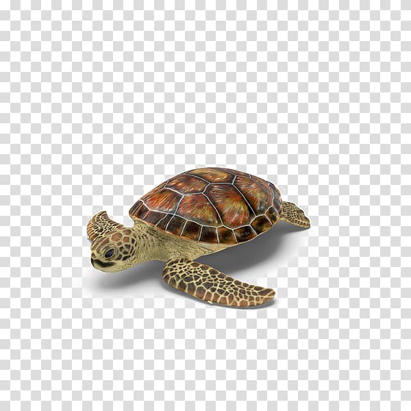 Box turtles, turtle transparent background PNG clipart