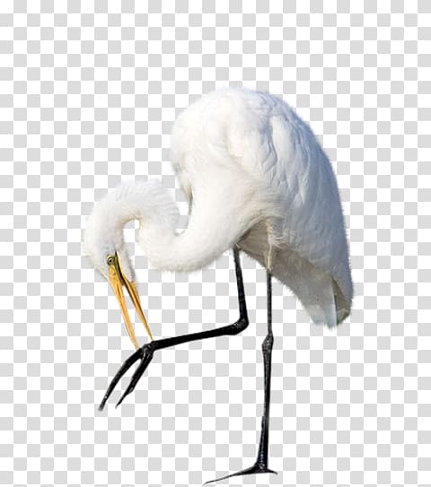 Egret Bird Heron Crane Ardeoj, bird transparent background PNG clipart