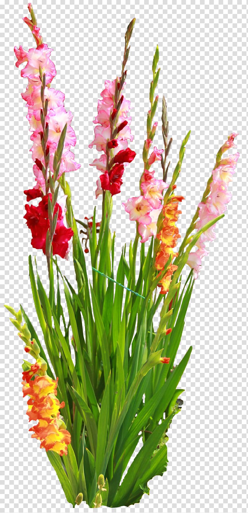 Gladiolus Cut flowers Bulb Floral design, gladiolus transparent background PNG clipart