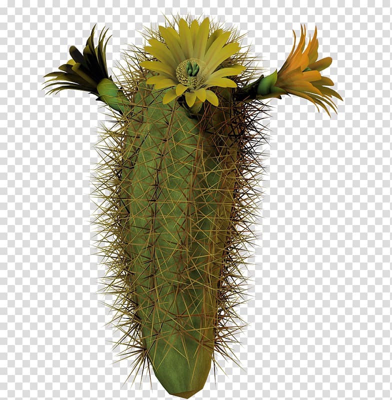 Cactaceae Plant Flower, Cactuse transparent background PNG clipart
