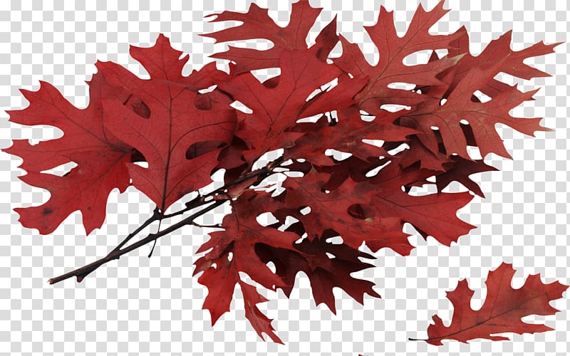 Autumn Leaves Leaf Tree Northern Red Oak, autumn transparent background PNG clipart