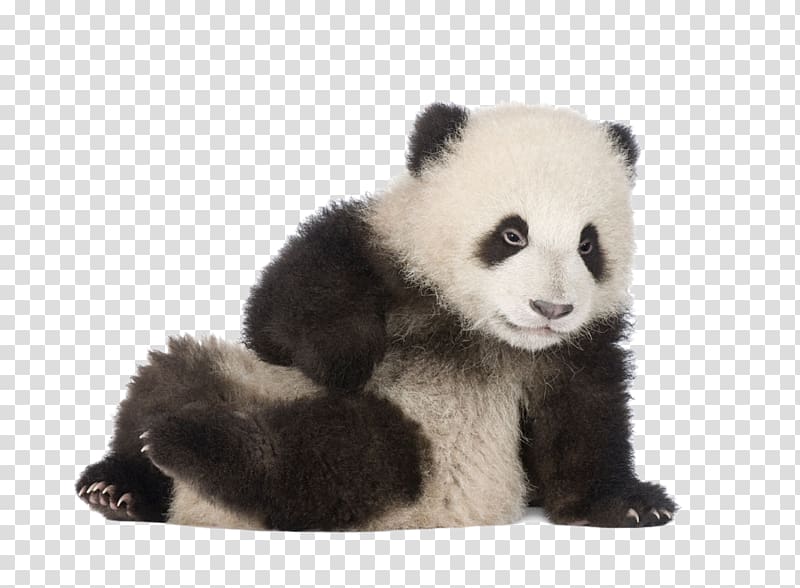 panda sitting on the ground transparent background PNG clipart