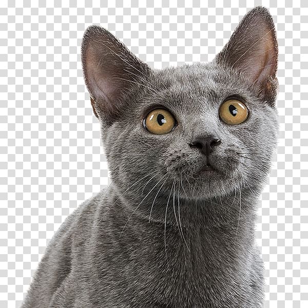 Korat Chartreux Russian Blue American Wirehair Malayan cat, kitten transparent background PNG clipart