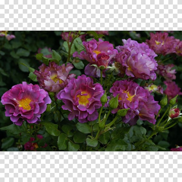 Floribunda French rose Shrub Groundcover Annual plant, Barni transparent background PNG clipart