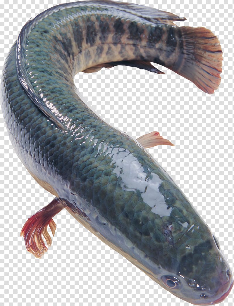 Northern snakehead Blotched snakehead Fish Food Flathead grey mullet, fish transparent background PNG clipart