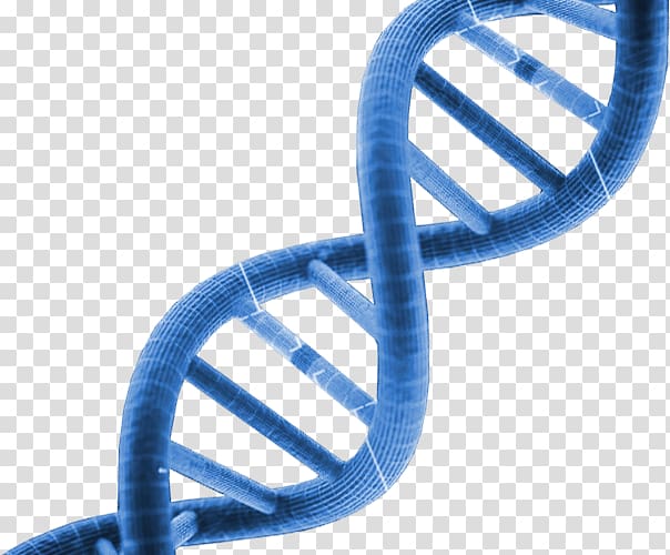 DNA transparent background PNG clipart