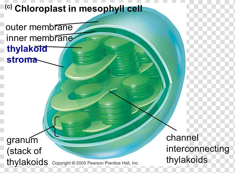 Chloroplast synthesis Cell Chlorophyll Centriole, pore transparent background PNG clipart