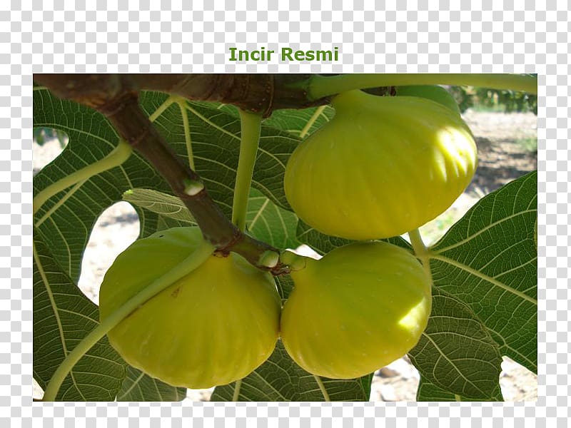 Common fig Aydın Kestel, Nazilli Buharkent Auglis, Ficus carica transparent background PNG clipart