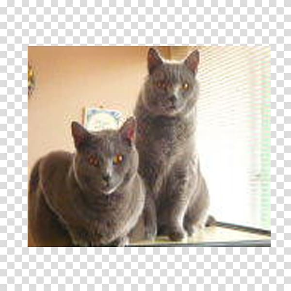 Korat Chartreux Russian Blue British Shorthair European shorthair, cats and dogs transparent background PNG clipart