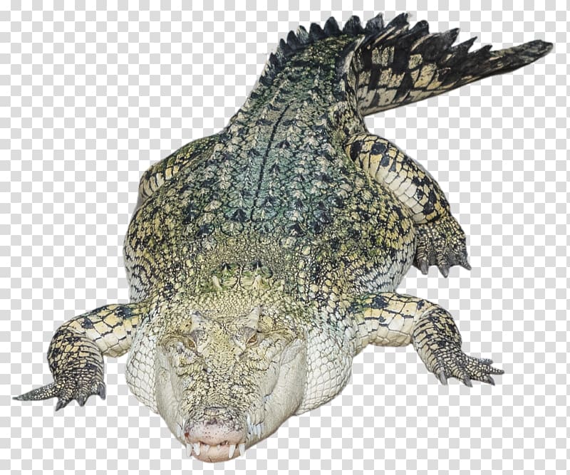 Nile crocodile Alligator, Alligator transparent background PNG clipart