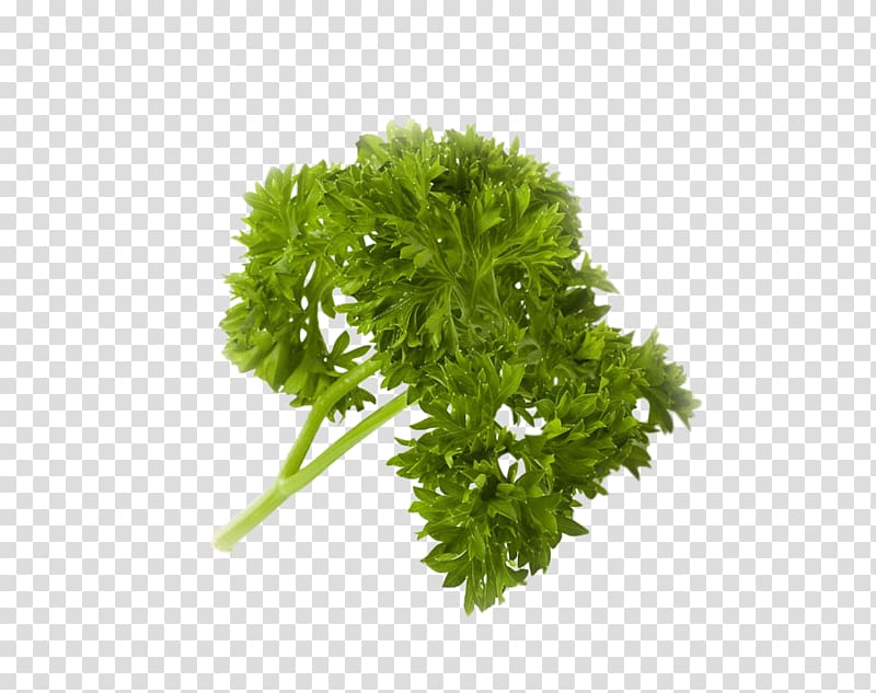 Parsley Food Vegetable Sustainable Living Center Juice, vegetable transparent background PNG clipart