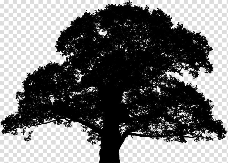English oak Sessile Oak Tree Silhouette , oak transparent background PNG clipart