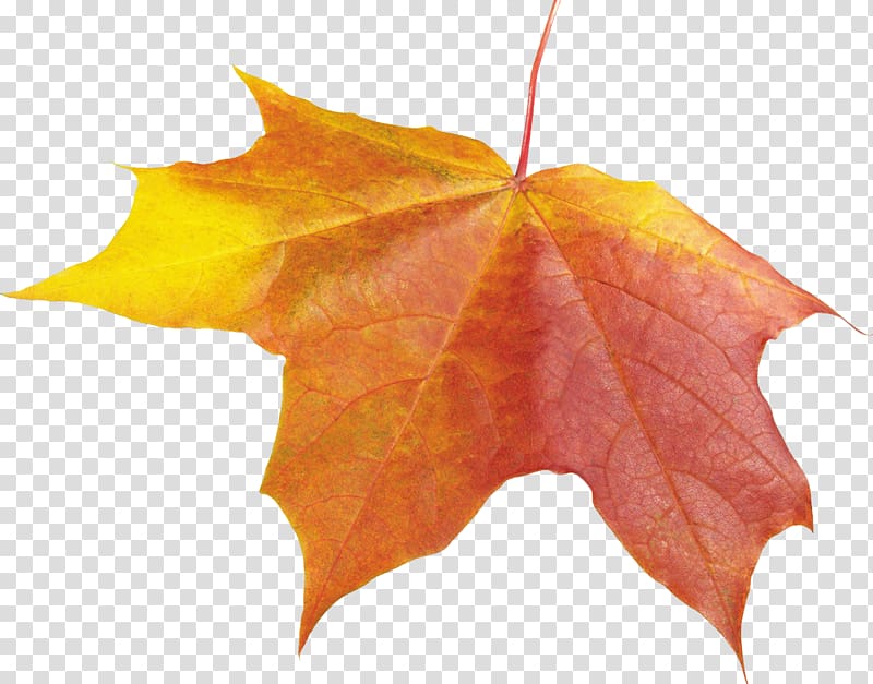 Autumn leaf color Autumn leaf color, autumn transparent background PNG clipart