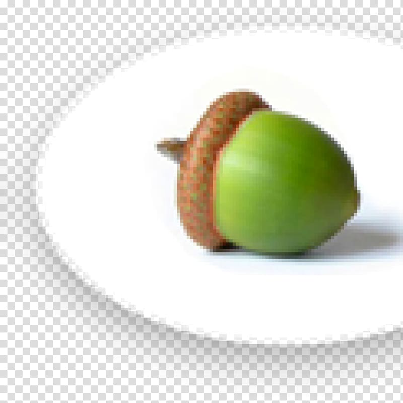 Acorn Oak Nut, dry fruit transparent background PNG clipart