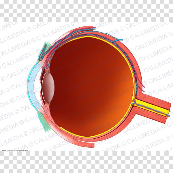 Human eye Conjunctiva Anatomy Sagittal plane, Eye transparent background PNG clipart