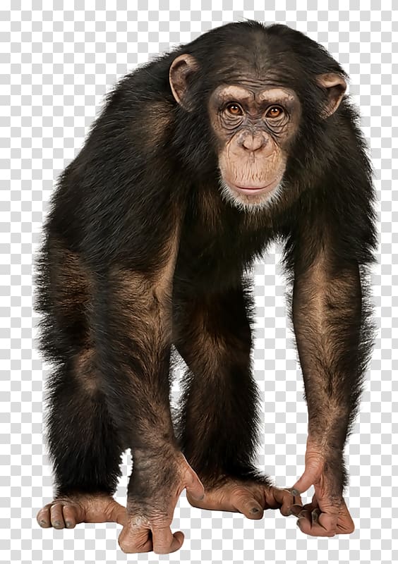 brown monkey, 4 Pics 1 Word Chimpanzee La paradoja del chimpance / The Chimp Paradox: El Programa De Gestion Mental Que Te Garantiza El Exito, La Confianza Y La Felicidad Que Deseas Simple First Sounds Noisy Zoo, chimpanzee transparent background PNG clipart