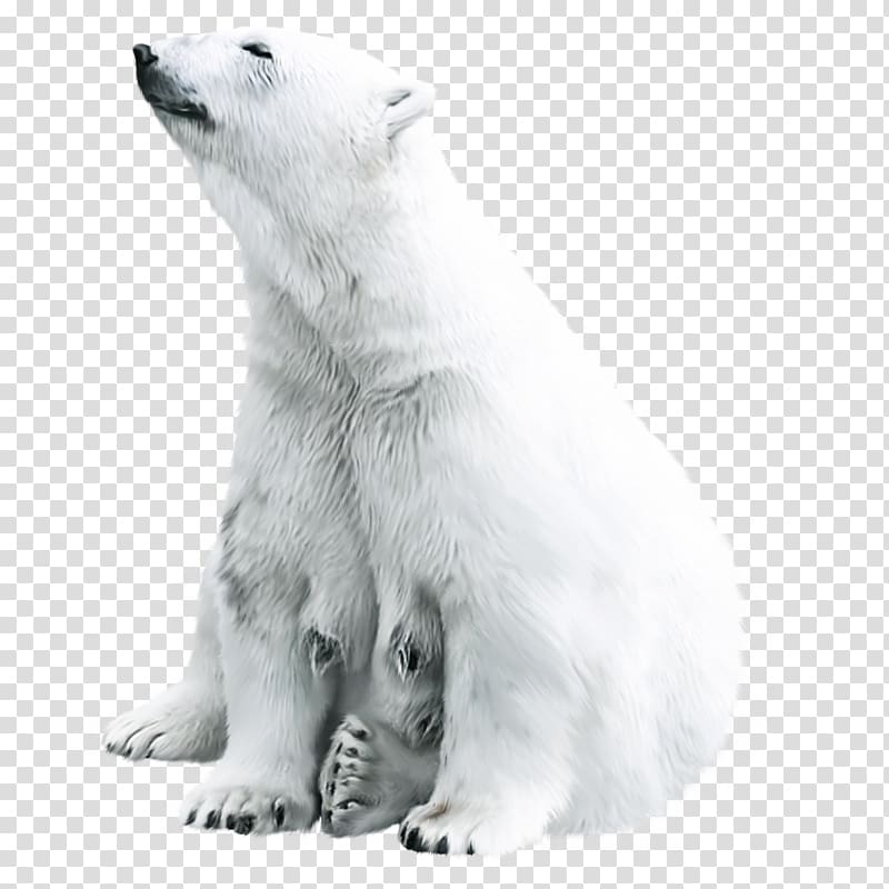 Polar bear Animal Tiger, Cute polar bear transparent background PNG clipart