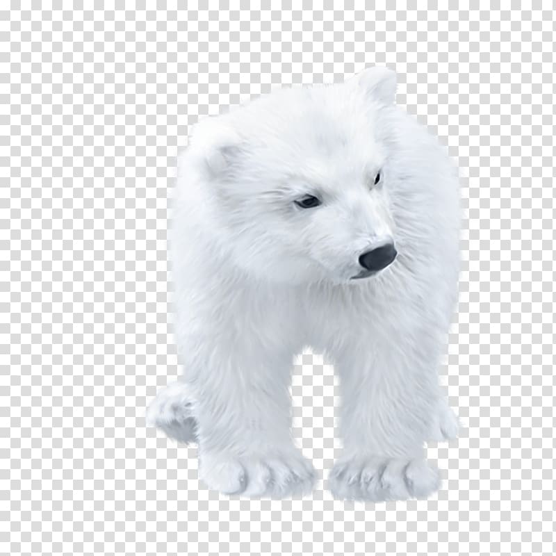 Polar bear Arctic fox, Cute polar bear transparent background PNG clipart
