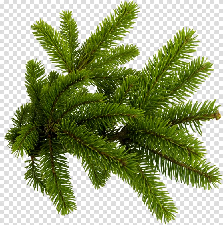 Pine Portable Network Graphics Fir, conifer transparent background PNG clipart