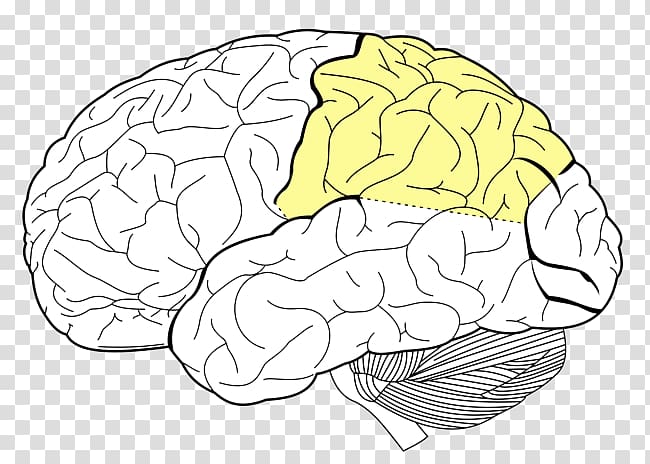 Parietal lobe Lobes of the brain Frontal lobe Angular gyrus, Brain transparent background PNG clipart