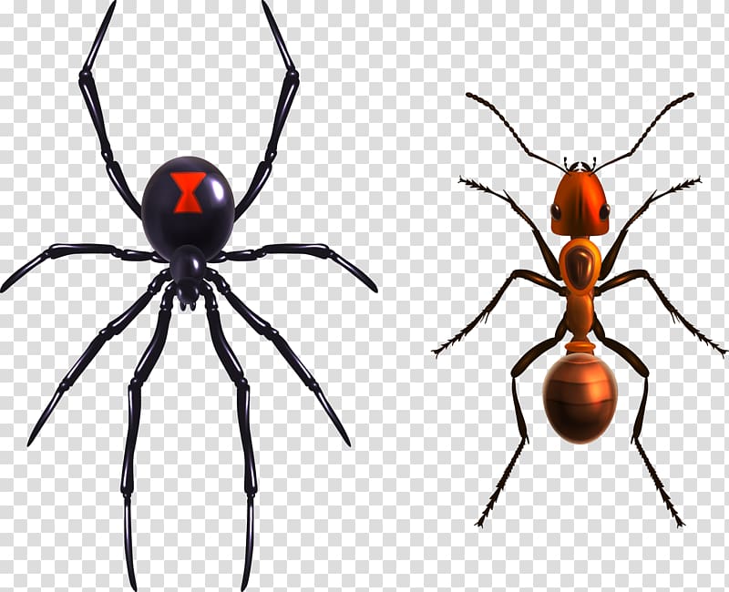 Widow spiders Illustration, Spider Ants transparent background PNG clipart