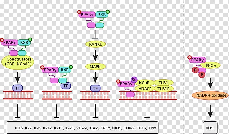 Thiazolidinedione Peroxisome proliferator-activated receptor gamma Transrepression, vegf receptor transparent background PNG clipart