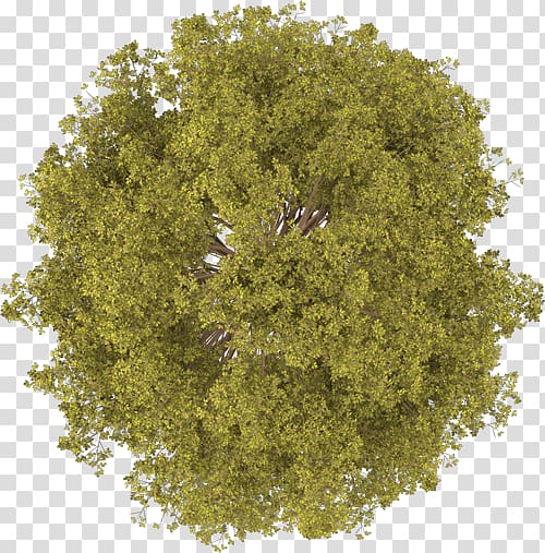 Tree Bucida buceras Plant Tile Terminalia ivorensis, tree plan, green grass transparent background PNG clipart