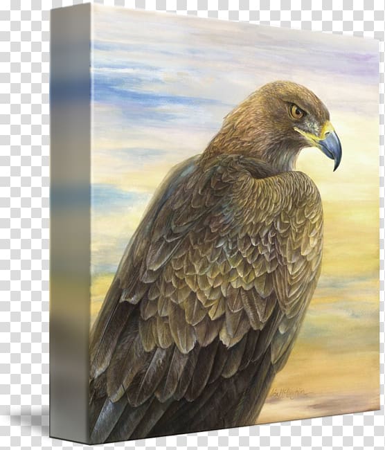 Bird of prey Bald Eagle Golden eagle Accipitriformes, golden eagle transparent background PNG clipart