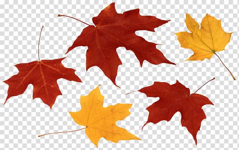 yellow and red maple leaves illustration, Maple leaf Autumn leaf color , autumn leaves transparent background PNG clipart