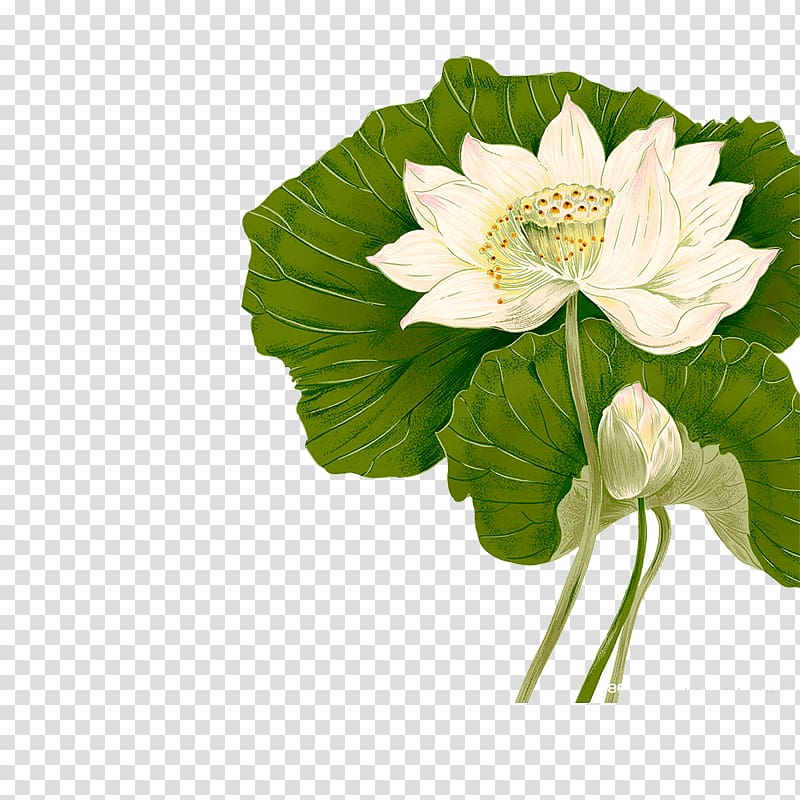 Nelumbo nucifera Painting Computer Software, Hand-painted lotus transparent background PNG clipart