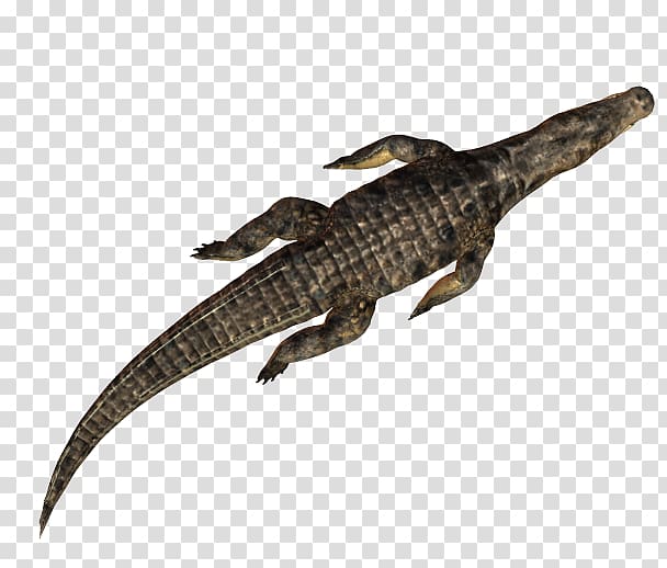 Alligators Crocodile Caiman (Genus) Scape, crocodile transparent background PNG clipart